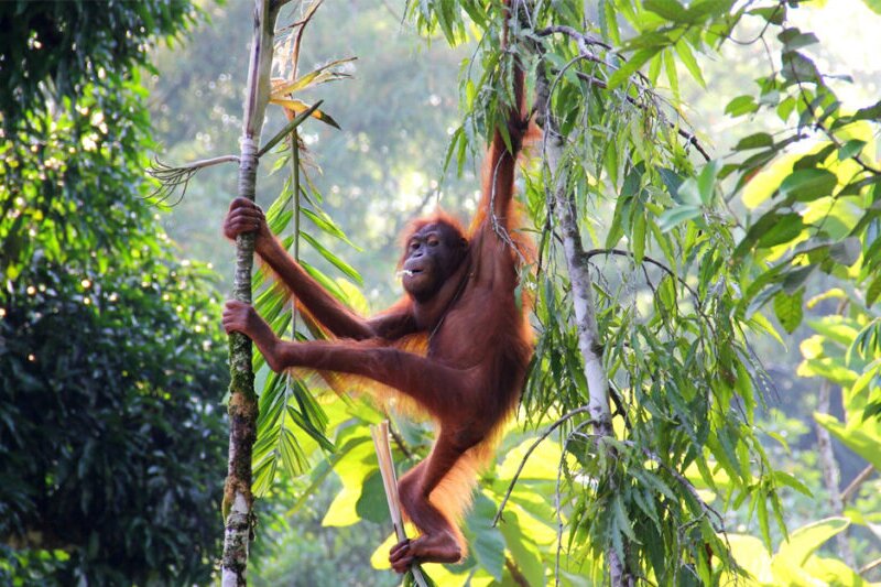 Luxtripper and Trees4Travel agree partnership for CO2 offsetting